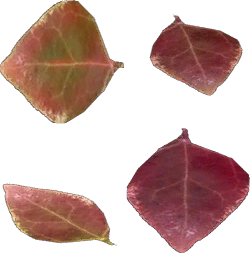 Leaves