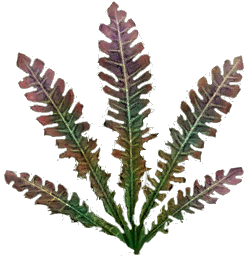 Foliage