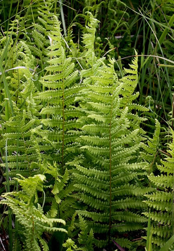 Marsh Fern