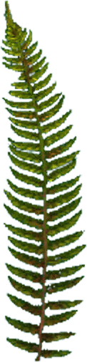 Marsh fern