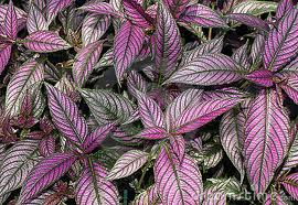 Persian Shield