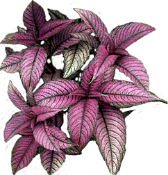 Persian Shield