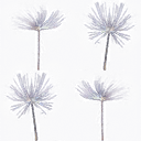 Dandelions