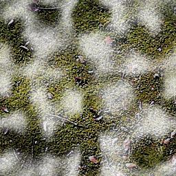 Moss