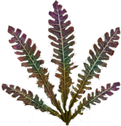 Rainbow fern