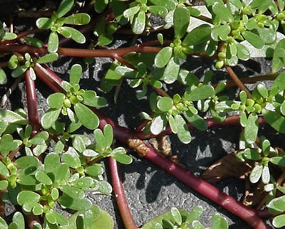 Purslane