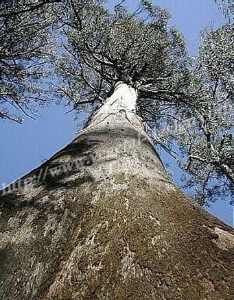 Eucalyptus Regnans