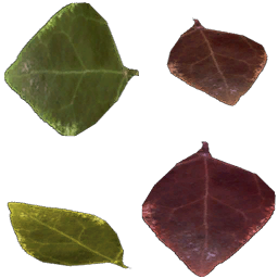 Leaves