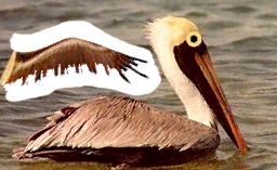 Female pelican