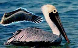 Male pelican