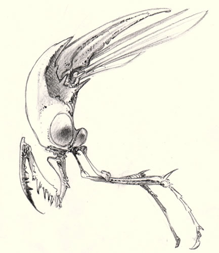 Krillfly