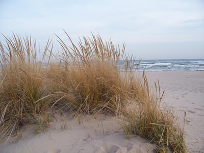 American beach grass