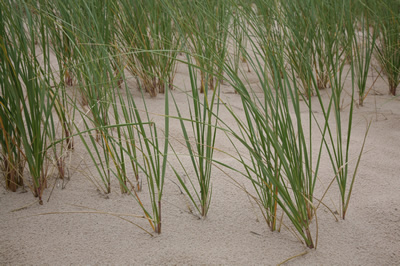 Dune grass