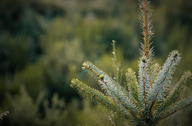 Sitka Spruce seedling