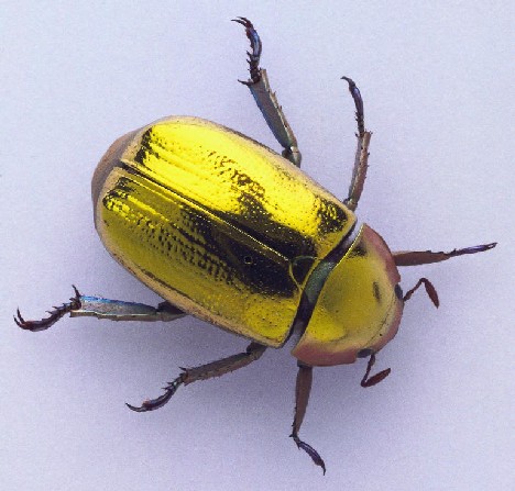 Golden Scarab