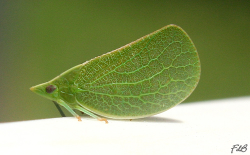 Leaf insect