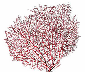 Red Sea Fan