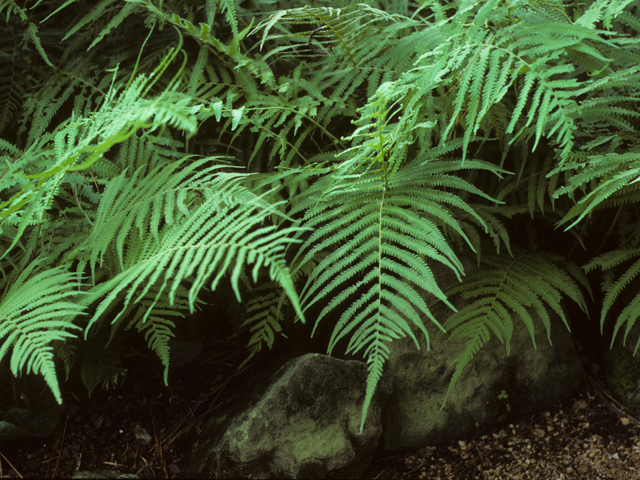 Wood Fern